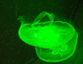 Green jellyfish on black background Royalty Free Stock Photo