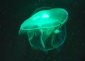 Green jellyfish on black background Royalty Free Stock Photo