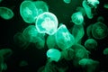 Green jellyfish on black background Royalty Free Stock Photo