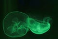 Green jellyfish close up Royalty Free Stock Photo