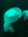 Green Jellyfish floating in an aquarium Royalty Free Stock Photo