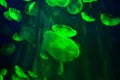 Green Jellyfish in natural environment, underwater Royalty Free Stock Photo