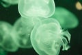 Green jellyfish in sea underwater black background