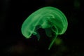 Green Jellyfish over black background Royalty Free Stock Photo