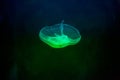 Green jellyfish Royalty Free Stock Photo