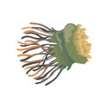 Green jellyfish close up. Vector illustration on white background. Royalty Free Stock Photo