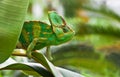 Green Jemenchameleon or Chamaelio calyptratus