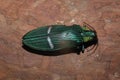 Green jewel beetle catoxantha opulent Buprestis insect closeup Royalty Free Stock Photo