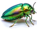 Green Jewel Beetle Reframed for Nature Texture Study Royalty Free Stock Photo