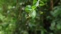 A green jewel bug on top of a green leaf Royalty Free Stock Photo