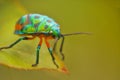 Green jewl bug lady bug natural nature wallpaper India Royalty Free Stock Photo