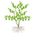 Green jojoba bush with roots on a white background.