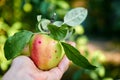 Green juicy apple with leaves in a hand close up. Apple in sunlight in the hand Royalty Free Stock Photo
