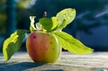 Green juicy apple with leaves with on wooden aged texture background close up. Apple in sunlight on blurred nature background Royalty Free Stock Photo