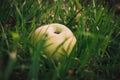 Green juicy apple lies in the wet grass in the summer under a tree. Apple harvest. Summer or spring background. Healthy eating Royalty Free Stock Photo