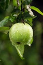 Green juicy apple after the rain hang on the wet tree branch. Royalty Free Stock Photo