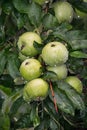 Green juicy apples after the rain hang on the wet tree branch. Royalty Free Stock Photo