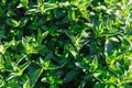 Green juicy fragrant mint. Organic mint cultivation