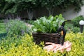 Green juicy fresh raw spinach in a wicker basket in the vegetable garden on a background of greenery. secateurs and Royalty Free Stock Photo