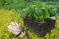 Green juicy fresh raw spinach in a wicker basket in the vegetable garden on a background of greenery. secateurs and Royalty Free Stock Photo