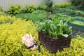 Gardening concept. Green juicy fresh raw spinach in a wicker basket in the vegetable garden on a background of greenery. secateurs Royalty Free Stock Photo