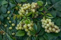 Green juicy grape lay on green leaves