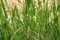 Green juicy grass close-up