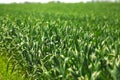 Green juicy grass close-up on sunny day on field Royalty Free Stock Photo