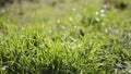 Green juicy grass closeup