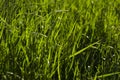 Green juicy grass in the rays of light Royalty Free Stock Photo