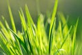 Green juicy grass on a sunny day. Spring background. Close-up. Nature. Royalty Free Stock Photo