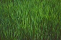 a Green juicy grass, texture Royalty Free Stock Photo