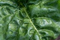 Green juicy leaf of fodder beet close-up Royalty Free Stock Photo