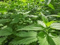 Green juicy leaves of stinging nettles on a sunny summer day. Natural and botanical background. Urtica dioica, Urtica urens