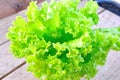 Green juicy lettuce Royalty Free Stock Photo