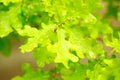 Green, juicy, maple leaves. Spring background. Macro Royalty Free Stock Photo