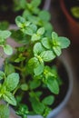 Green juicy mint in a pot on the balcony. Close-up Royalty Free Stock Photo