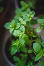 Green juicy mint in a pot on the balcony. Close-up Royalty Free Stock Photo