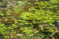 Green juicy waterplants are waved underwater at a small stream