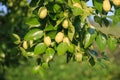 Green Jujube Tree