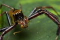 Green jumping spider Royalty Free Stock Photo