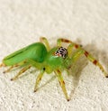 Green jumping spider Royalty Free Stock Photo
