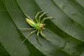 Green Jumping spider or Epeus flavobilineatus
