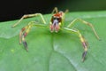 Green jumping spider Royalty Free Stock Photo