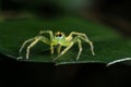 Green Jumping Spider on green leaf extreme close up Macro phot