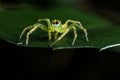 green Jumping Spider on green leaf extreme close up - Macro photo of green jumping Spider on green leaf Royalty Free Stock Photo