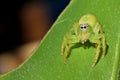 Green Jumping Spider Royalty Free Stock Photo