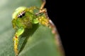 Green Jumping Spider