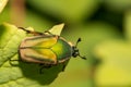 Green June Beetle Adult Royalty Free Stock Photo