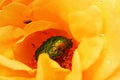 Green June beetle on bright yellow rose flower Royalty Free Stock Photo